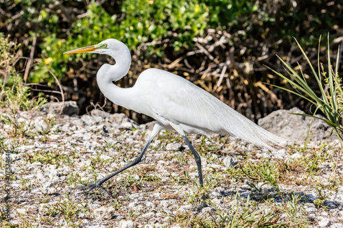 Obraz na płótnie Great white egret walking in National Wildlife Refuge w salonie