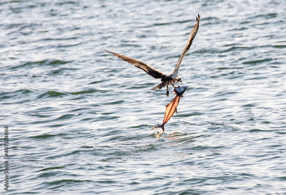 Osprey escapes with a big old fish