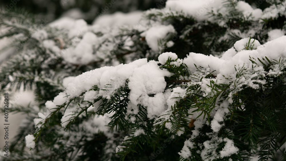 beautiful green twigs of an evergreen Christmas tree in the snow