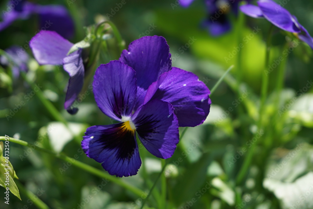 Purple pansy