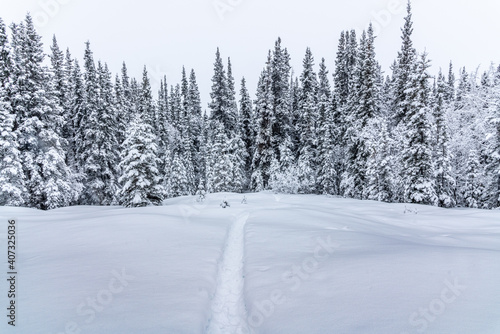 Stunning, white snow covered woods forest in northern Canada during winter time on a cloudy, cold day with whiteness surrounding the hiking trail. 