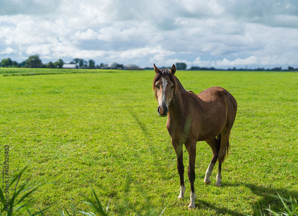 Fototapeta premium horse in the field