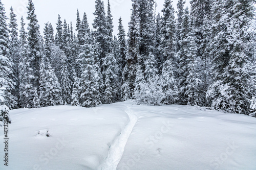 Stunning, white snow covered woods forest in northern Canada during winter time on a cloudy, cold day with whiteness surrounding the hiking trail. 