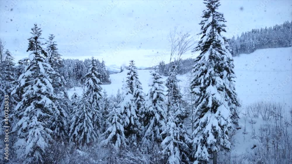 Woods Forest Trees in Cold Climate Winter Snowing Weather Season Woods Forest Trees in Cold Climate Winter Snowing Weather Season