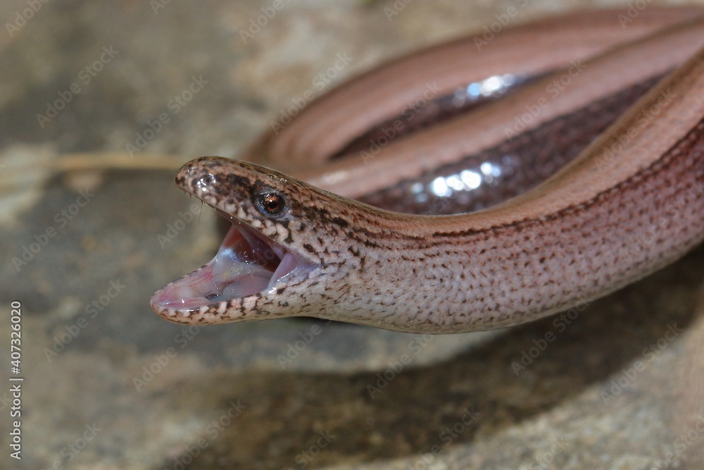 Obraz premium Biting male of slow worm reptile (Anguis fragilis)