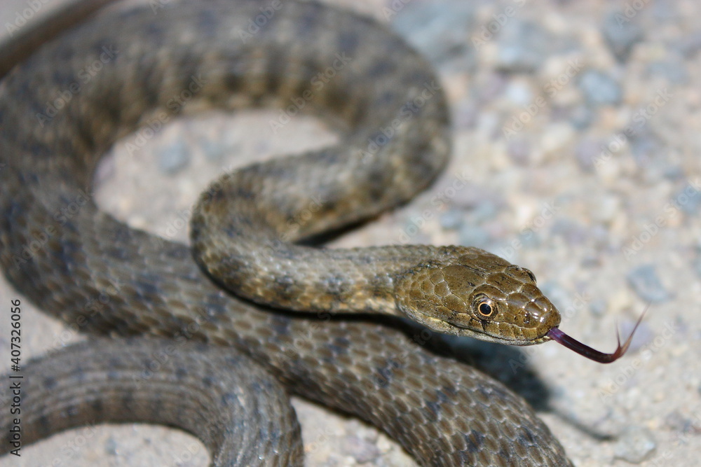 Dice snake (Natrix tessellata) with tongue out Dice snake (Natrix tessellata) with tongue out