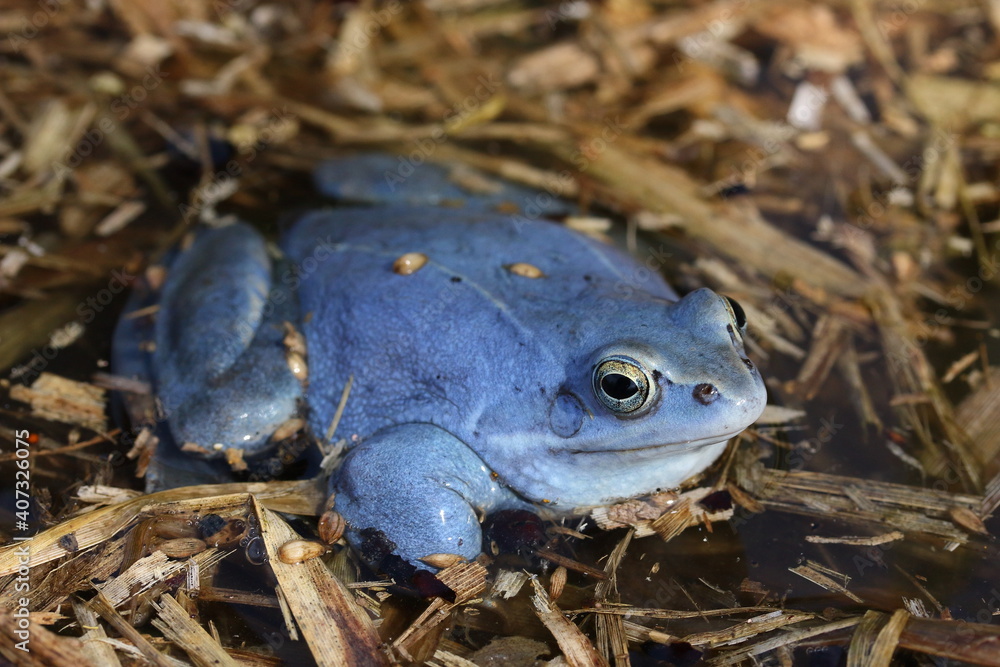 Fototapeta premium the blue male of moor frog (Rana arvalis) on water surface