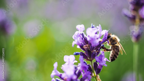 Colorful lavender field full of beesamazing, animal, aromatherapy, background, beautiful, beauty, bee, bees, bloom, blooming, blossom, blue, botany, bugs, closeup, color, colorful, field, floral, flow