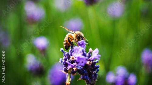 Colorful lavender field full of beesamazing, animal, aromatherapy, background, beautiful, beauty, bee, bees, bloom, blooming, blossom, blue, botany, bugs, closeup, color, colorful, field, floral, flow