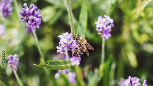 Colorful lavender field full of beesamazing, animal, aromatherapy, background, beautiful, beauty, bee, bees, bloom, blooming, blossom, blue, botany, bugs, closeup, color, colorful, field, floral, flow
