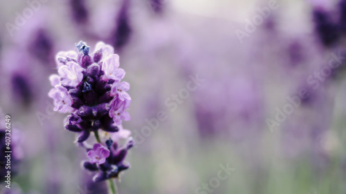 Colorful lavender field full of bees