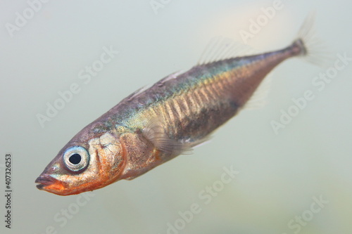 The male of three-spined stickleback fish (Gasterosteus aculeatus) in water