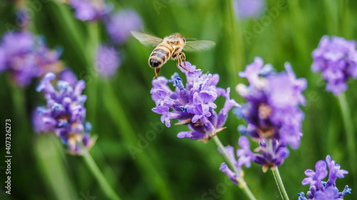 Colorful lavender field full of beesamazing, animal, aromatherapy, background, beautiful, beauty, bee, bees, bloom, blooming, blossom, blue, botany, bugs, closeup, color, colorful, field, floral, flow