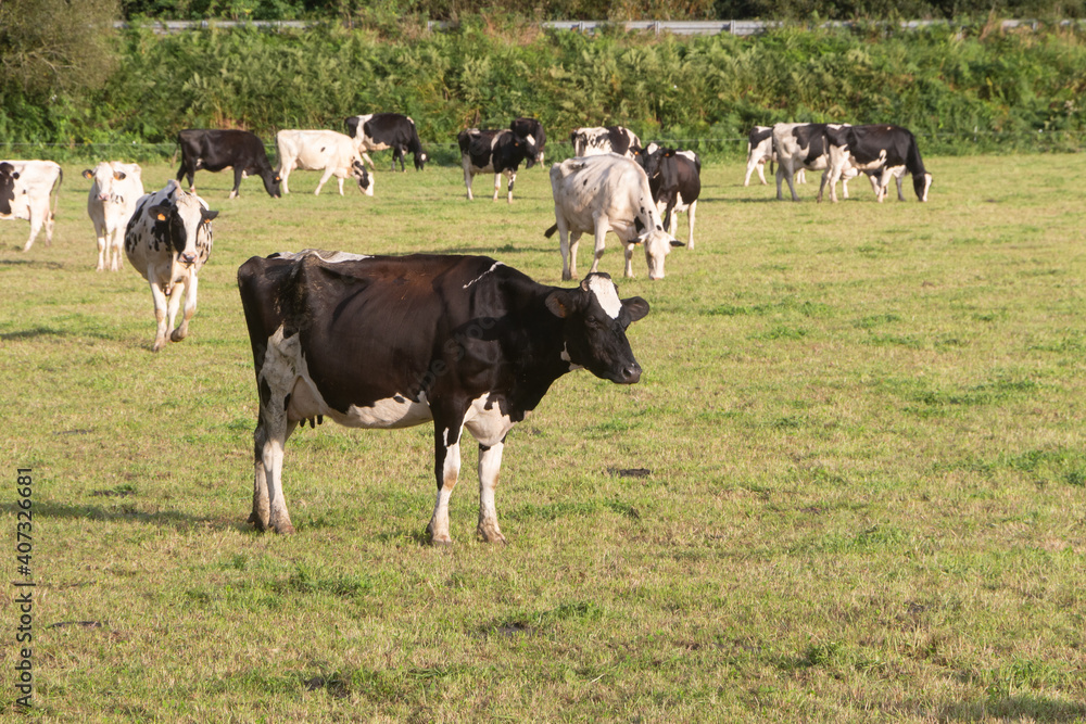 Holstein cows grazing in a field in Brittany