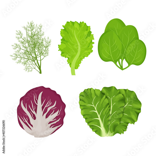 Fresh, raw leaves of salad in cartoon style set. Dill, lettuce, Romain, spinach and radicchio isolated on white background. Collection herbs, ingredient.