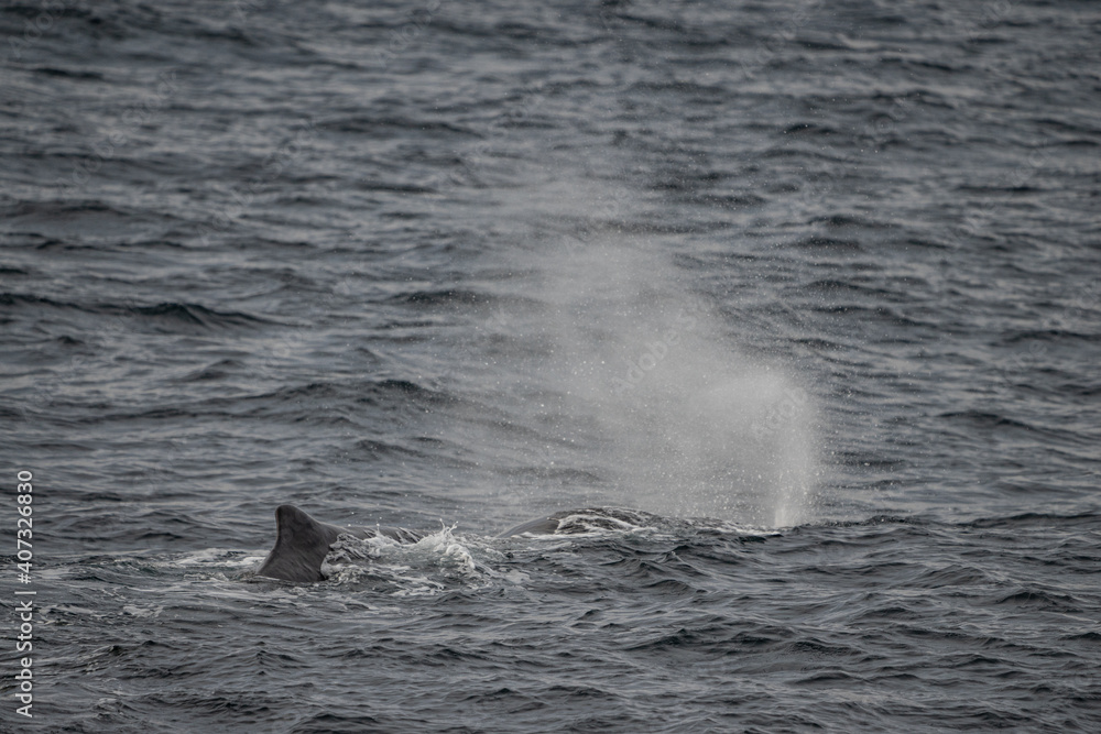 Fototapeta premium Blowing sperm whale in north Norway