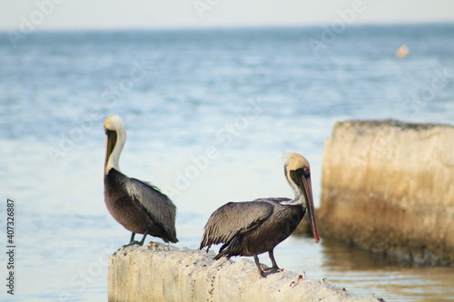 pelican swimming in the ocean