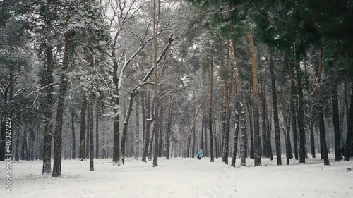 Wallpaper Mural Winter-time scene of people walking in pine tree forest under snowfall, slow motion Torontodigital.ca