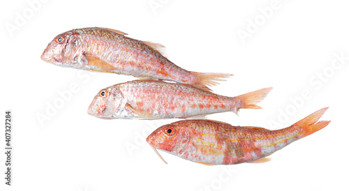Three fresh red mullet fish