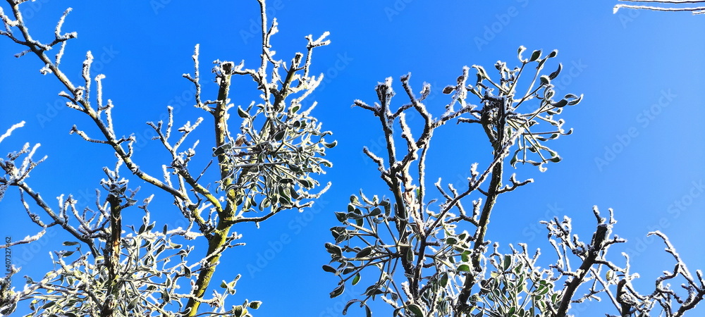 winter tree branches with white icing, blue sky, december morning frosts in nature, garden in winter, background winter tree branches with white icing, blue sky, december morning frosts in nature, garden in winter, background