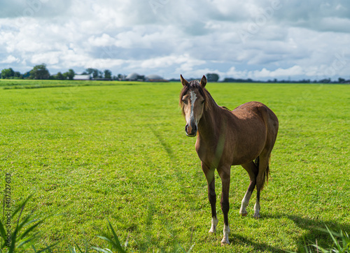 horse in the green field on summertime.cloudy sunny sky