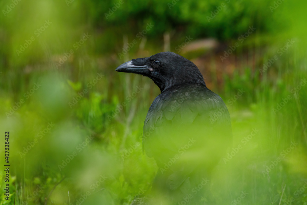 Raven in dark green forest. Young common raven, Corvus corax, also known as northern raven. Black bird looking for food in natural habitat. Feeding behaviour scene from nature. Bird wildlife. Raven in dark green forest. Young common raven, Corvus corax, also known as northern raven. Black bird looking for food in natural habitat. Feeding behaviour scene from nature. Bird wildlife.