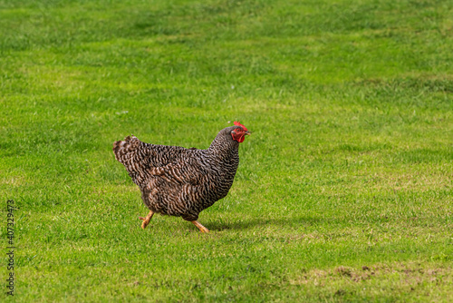 Chicken in the Yard photo