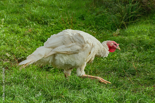 Turkey in the poultry yard photo