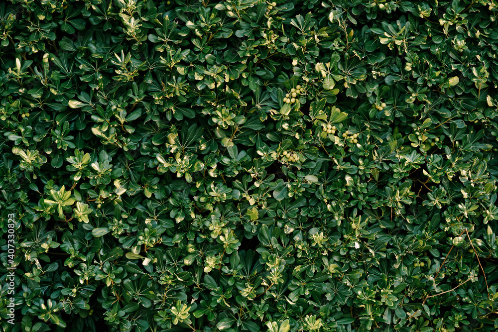 A close-up of Pittosporum tobira bushes with seeds on the branches.