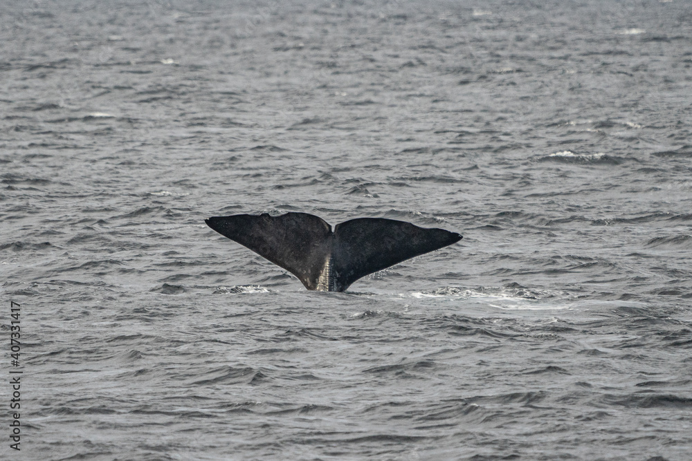 Fototapeta premium Fin from a sperm whale in north Norway