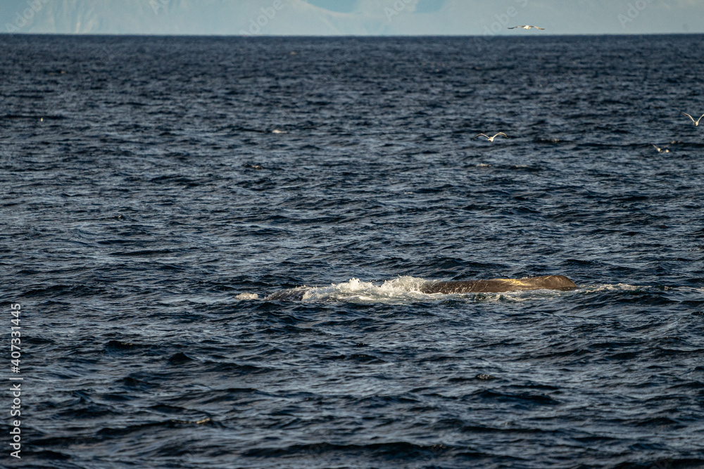 Blowing sperm whale before diving in north Norway Blowing sperm whale before diving in north Norway