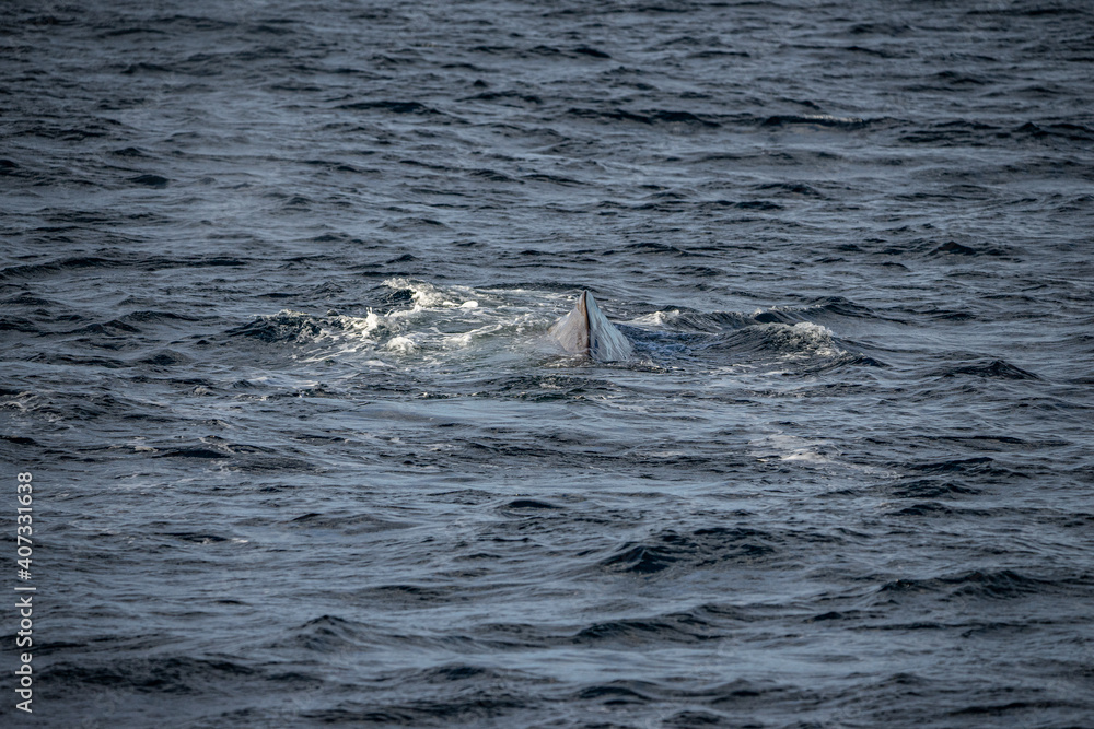 Obraz premium Blowing sperm whale before diving in north Norway