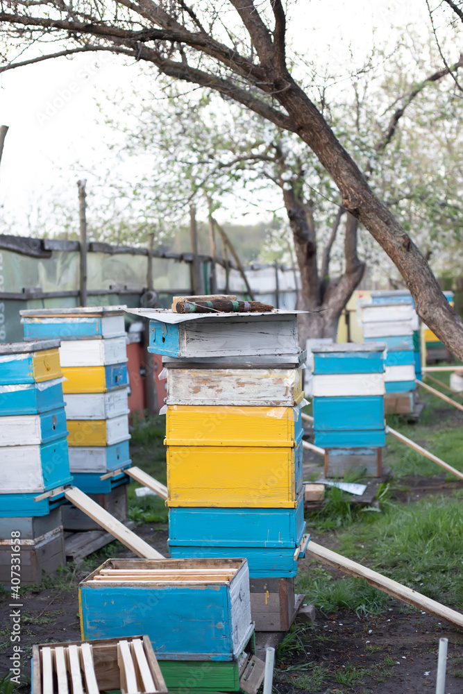 Apiary in the flowering garden in spring. Modernization of flyers Entrance. Planks for lifting fallen bees Apiary in the flowering garden in spring. Modernization of flyers Entrance. Planks for lifting fallen bees