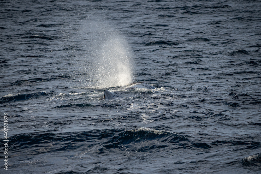 Fototapeta premium Blowing sperm whale before diving in north Norway
