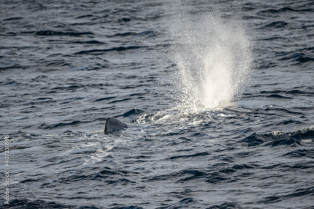 Fototapeta premium Blowing sperm whale before diving in north Norway