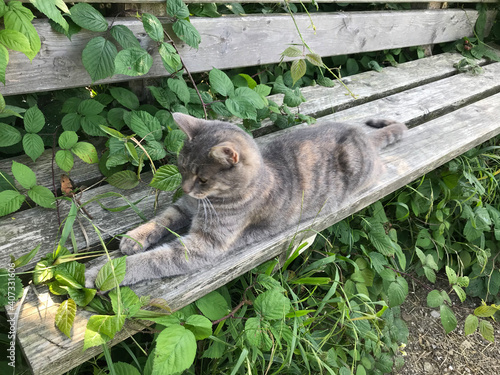 In der Natur 