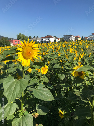 Sonnenblume