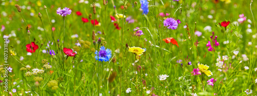 Beautiful colorful flower meadow, close-up. photo