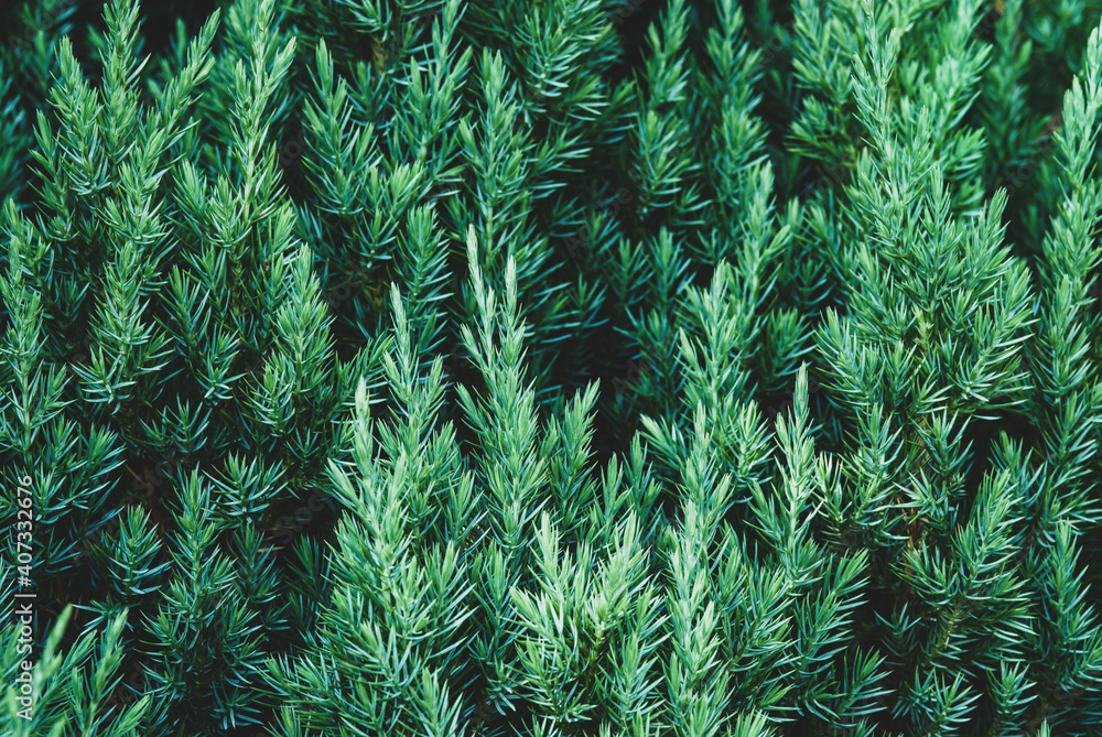Juniper plant as coniferous botanical textured background