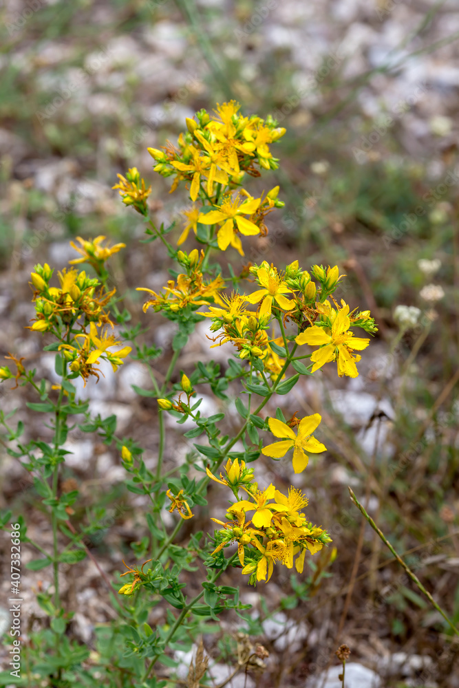 A plant (Hypericum perforatum) close-up