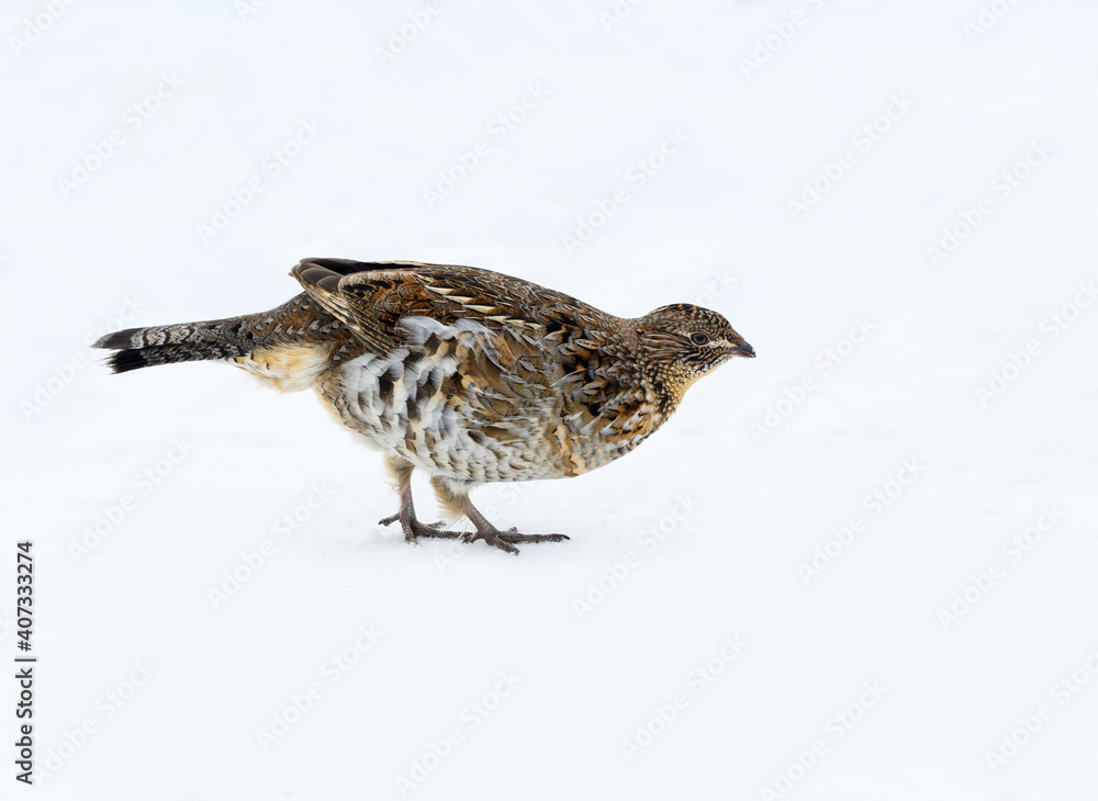 Fototapeta premium Ruffed Grouse Standing on Snow in Winter, Closeup Portrait