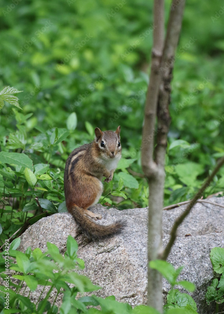 Süßes Streifenhörnchen sitzt auf einem Stein