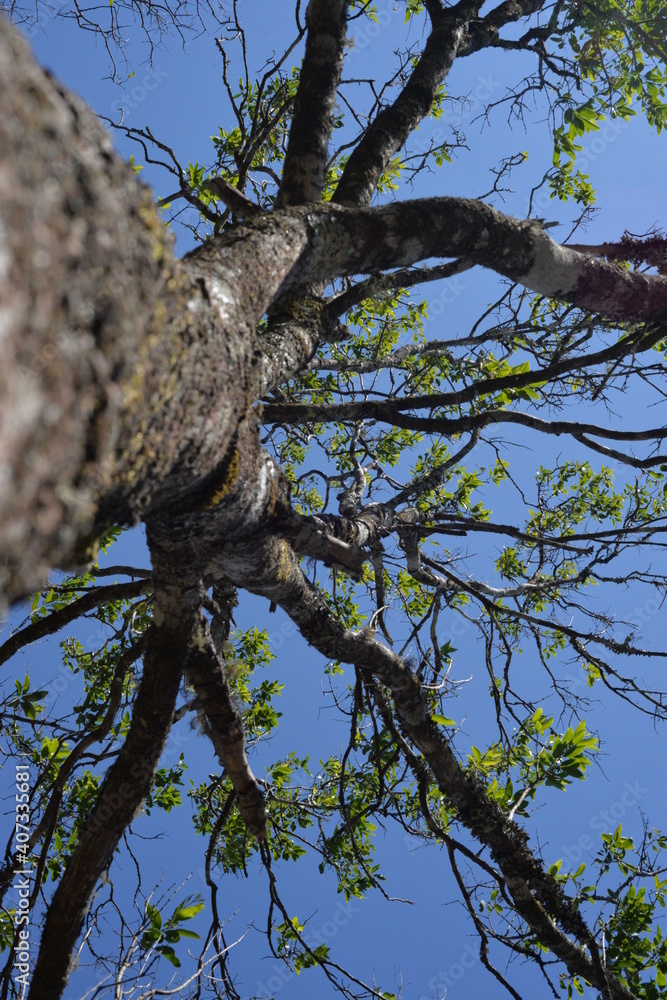 Big tree trunk Santalum album again Big tree trunk Santalum album again