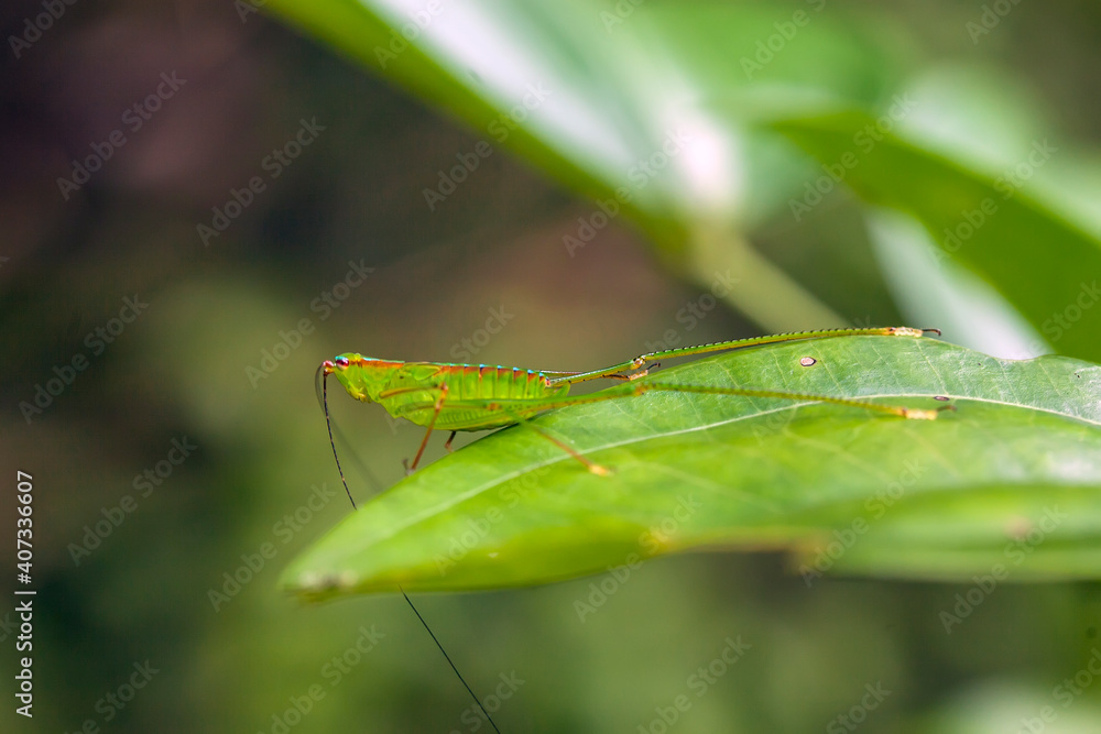 Grasshopper in nature Grasshopper in nature