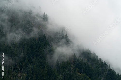 fog in the forest © Josh
