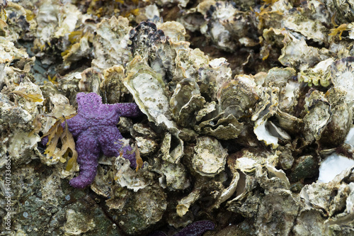 Wallpaper Mural Starfish resting on oysters Torontodigital.ca