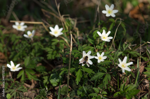 Buschwindröschen, kleine weiße Blume im Frühling (Anemone nemorosa)