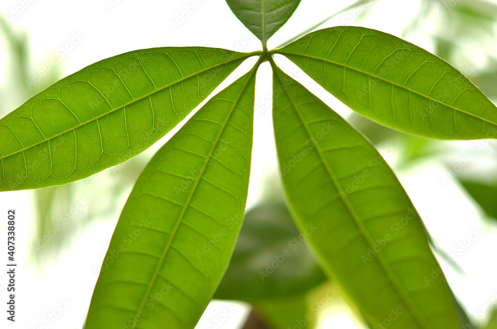素朴な葉っぱ(Rustic leaves) 素朴な葉っぱ(Rustic leaves)
