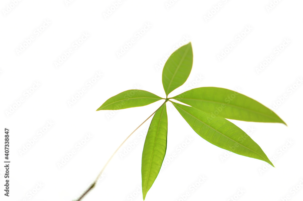 素朴な葉っぱ(Rustic leaves) 素朴な葉っぱ(Rustic leaves)