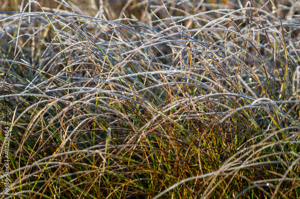 Frosty Long Curved Grass Frosty Long Curved Grass